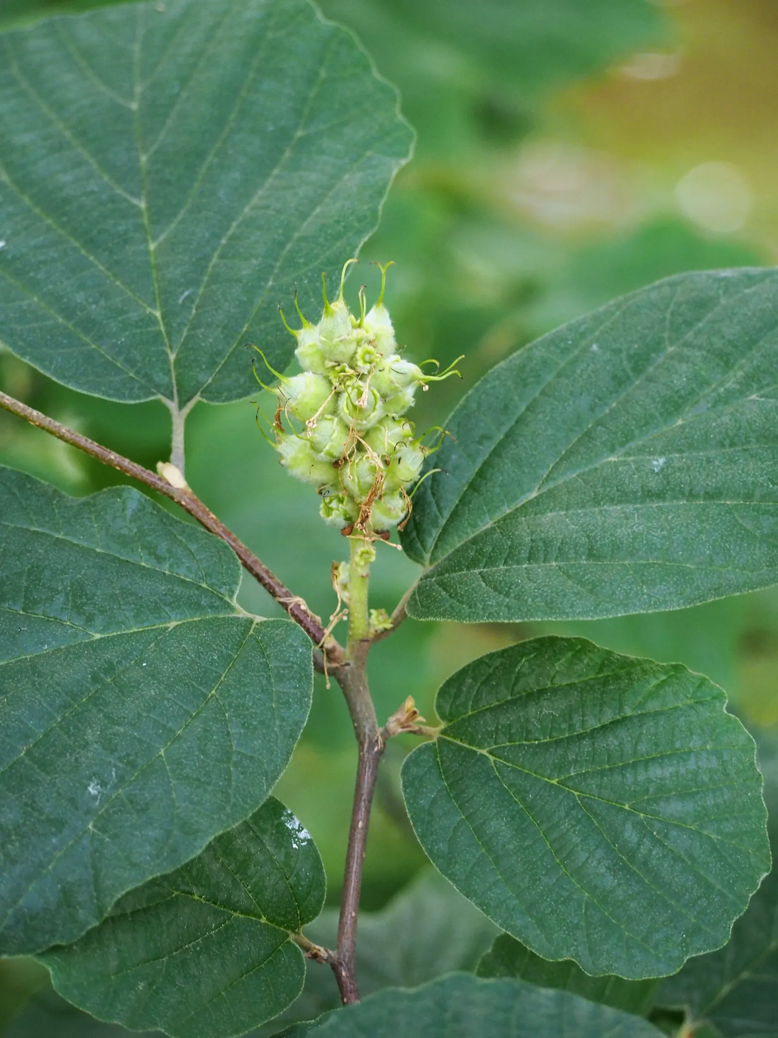 Witch-Alder (Fothergilla Major) — commonly referred to as Witch-Alder or Large Fothergilla; white flowers in the garden, image 55