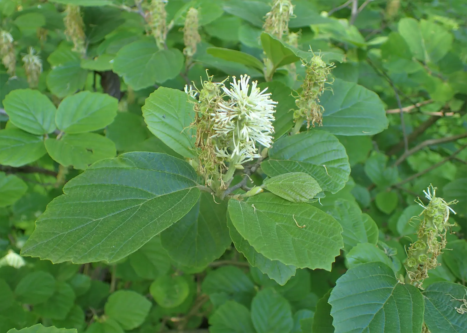 Witch-Alder (Fothergilla Major) — appear before the foliage in April to May