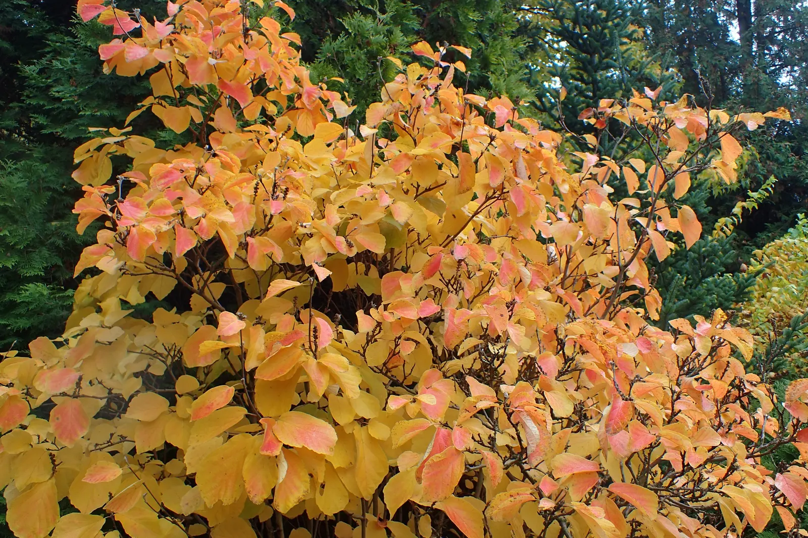 Witch-Alder (Fothergilla Major) — where its seasonal changes can be fully appreciated by the discerning gardener; shrub for full or half