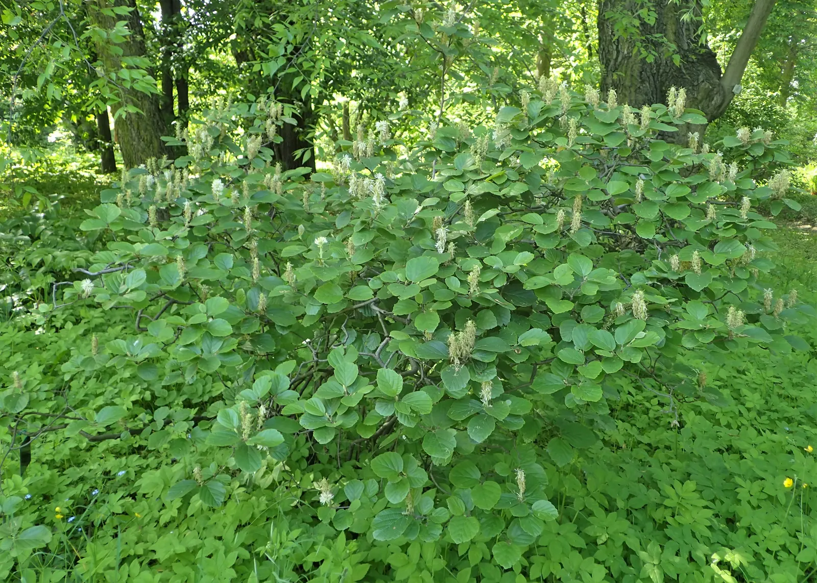 Witch-Alder (Fothergilla Major) — commonly referred to as Witch-Alder or Large Fothergilla