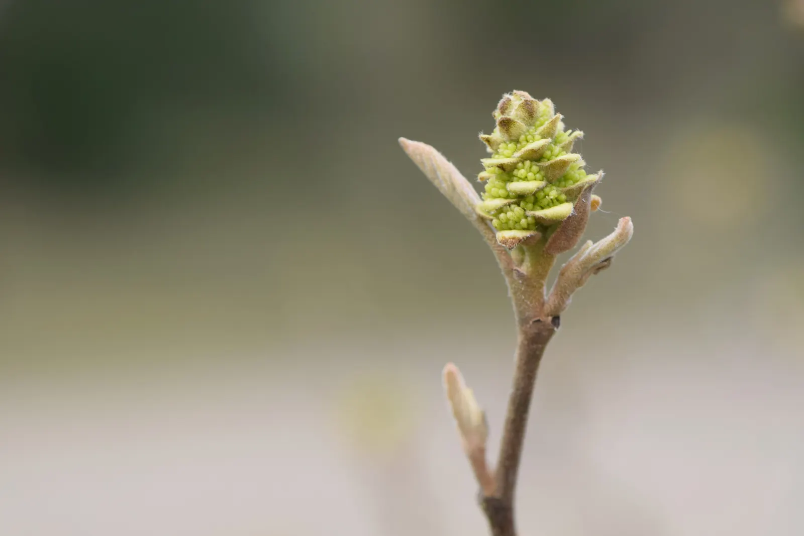 Witch-Alder (Fothergilla Major) — adding multi-season interest with its fragrant; suggesting a naturally rounded and mounded form.<br><br>In the, image 50