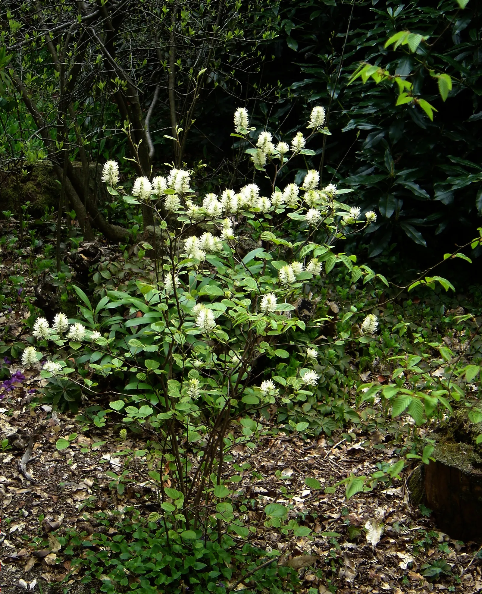 Witch-Alder (Fothergilla Major) — suggesting a naturally rounded and mounded form.<br><br>In the spring