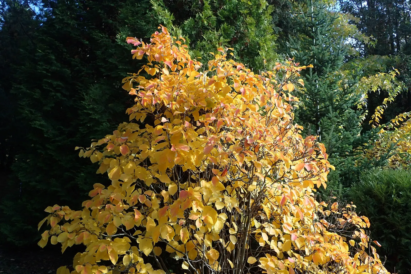 Witch-Alder (Fothergilla Major) — is a deciduous shrub native to the Southeastern US; this upright grower reaches a mature size of 6-10 feet tall, image 49