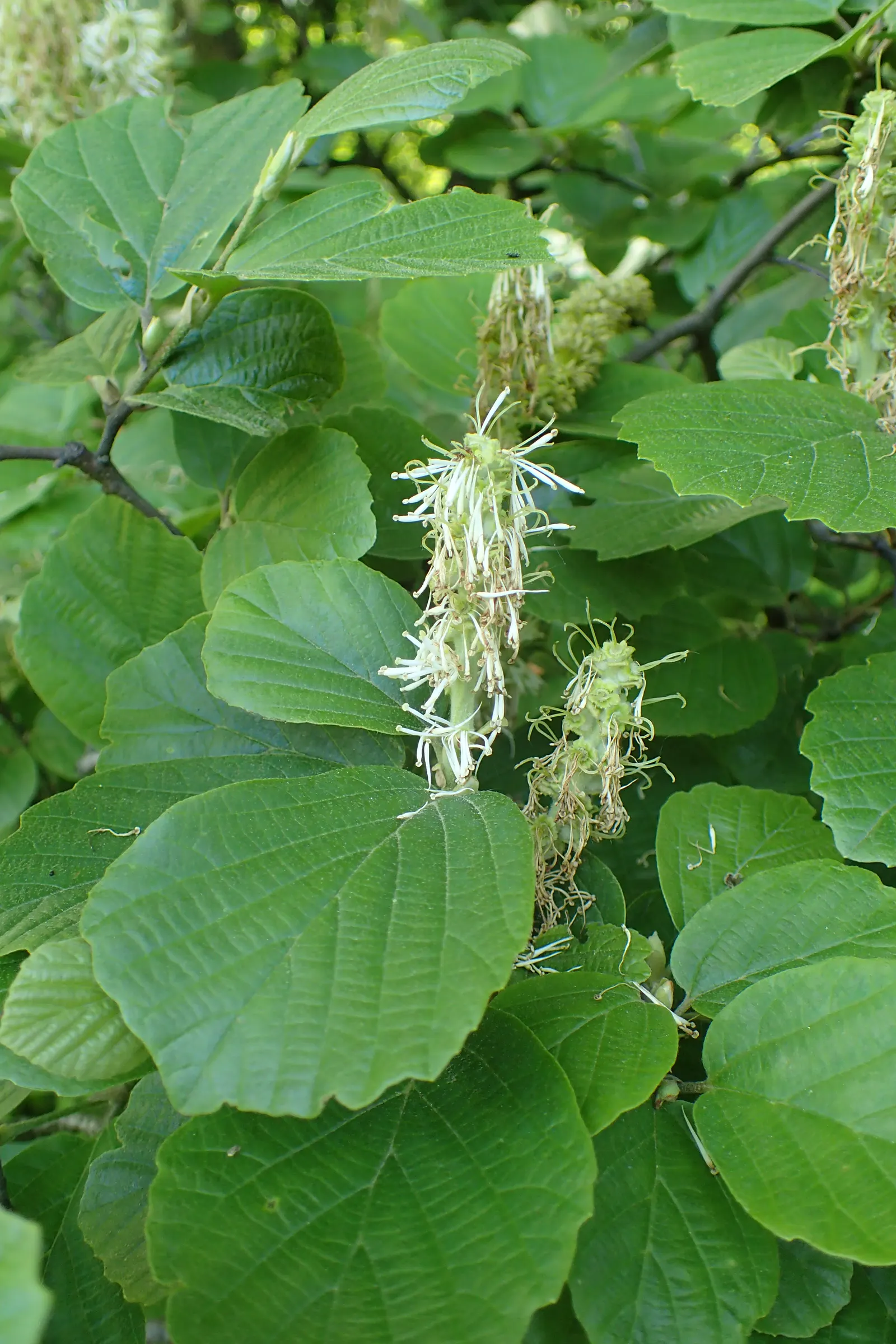 Witch-Alder (Fothergilla Major) — setting a striking contrast against the bare branches
