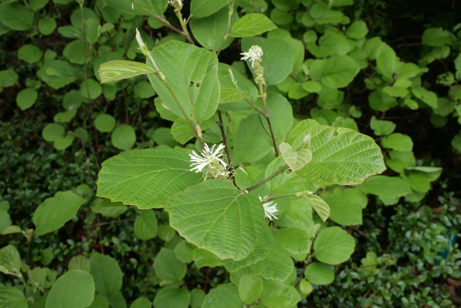 Witch-Alder (Fothergilla Major) — and deep red.<br><br>Witch-Alder grows best in full sun to partial shade and prefers acidic