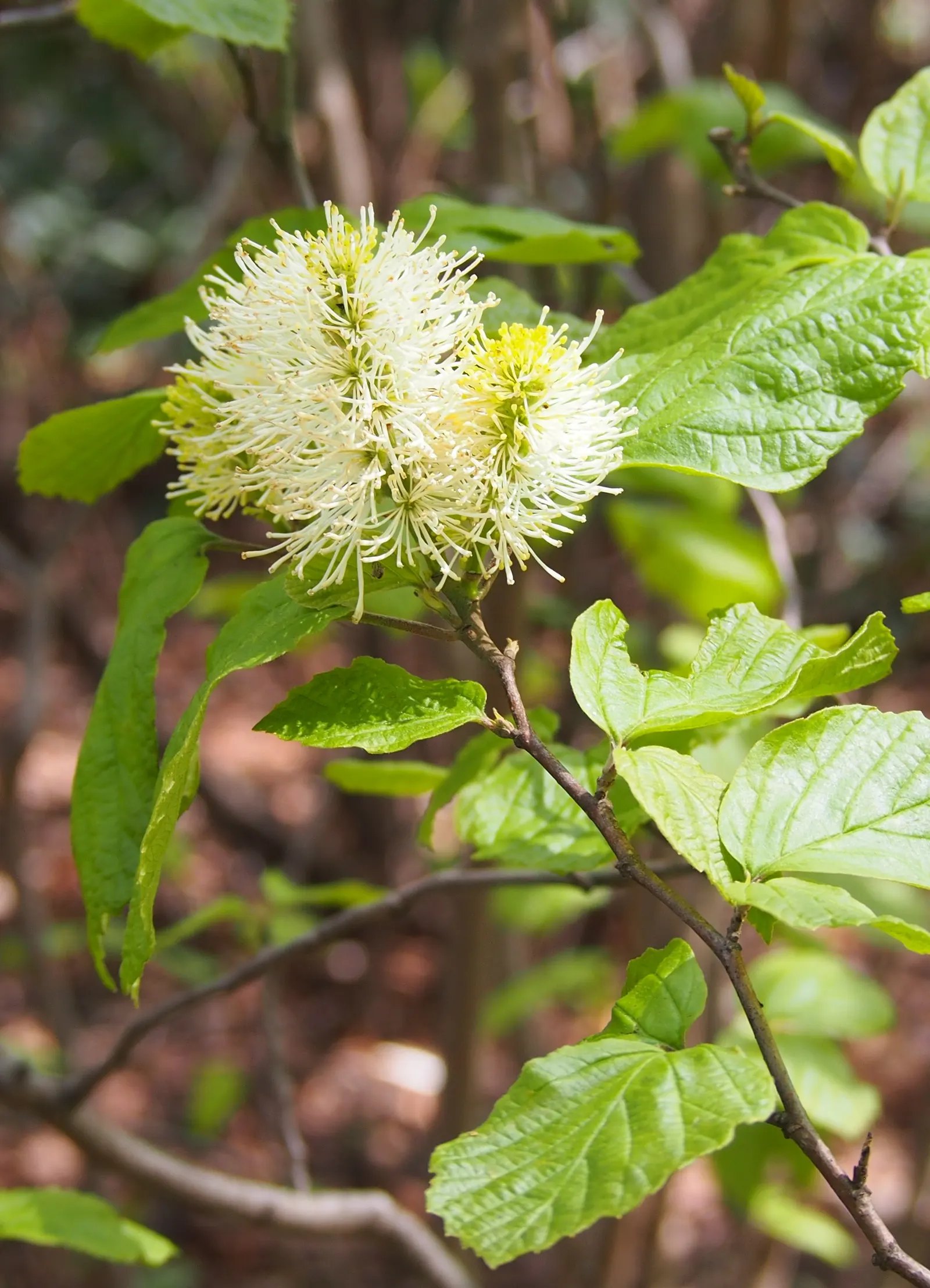 Witch-Alder (Fothergilla Major) — This upright grower reaches a mature size of 6-10 feet tall and wide; is a deciduous shrub native to the Southeastern US