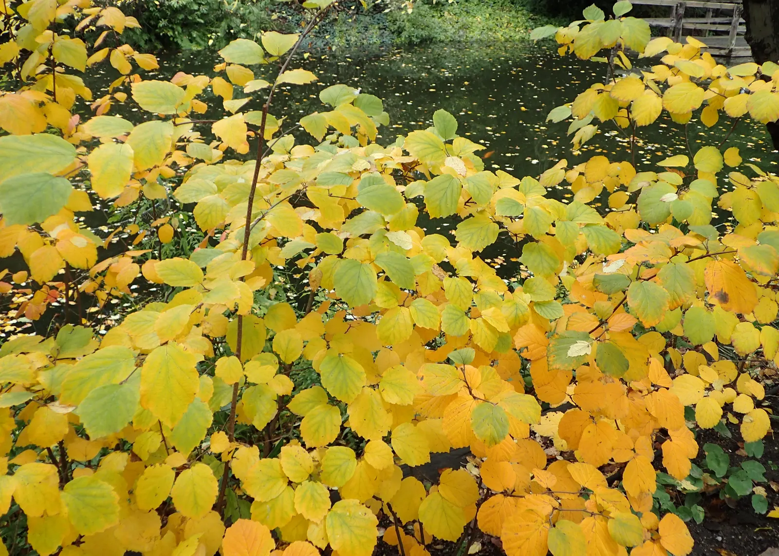 Witch-Alder (Fothergilla Major) — consider placing Fothergilla major as a focal point in mixed borders or as part of foundation plantings