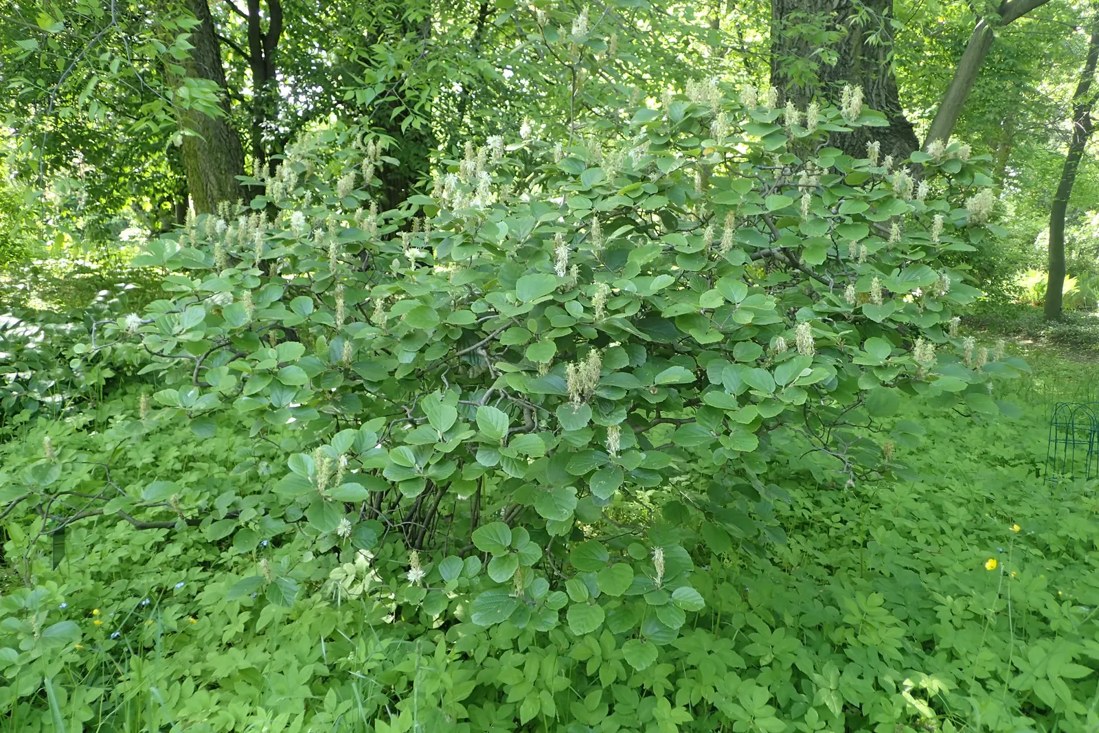 Witch-Alder (Fothergilla Major) — shrub with white blooms