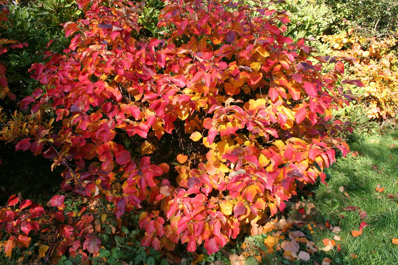 Witch-Alder (Fothergilla Major) — Witch-Alder garners attention with its profusion of fragrant