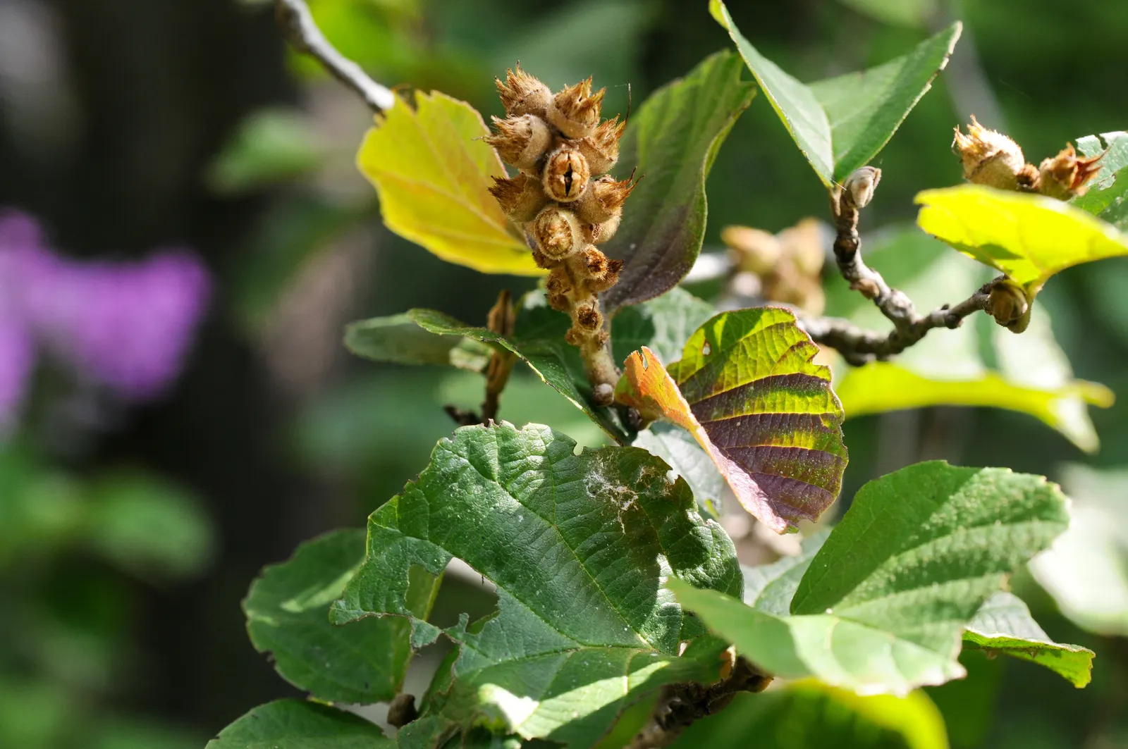 Witch-Alder (Fothergilla Major) — is a deciduous shrub known for its multi-season interest