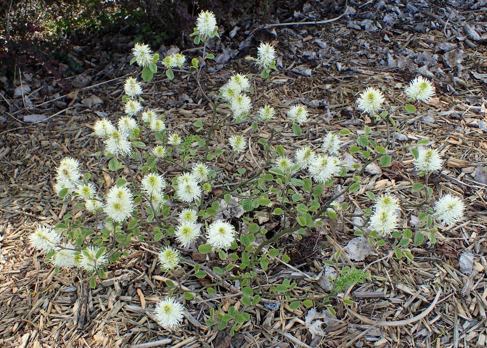 Witch-Alder (Fothergilla Major) — is a deciduous shrub known for its multi-season interest; featuring summer green foliage transforming to stunning, image 56