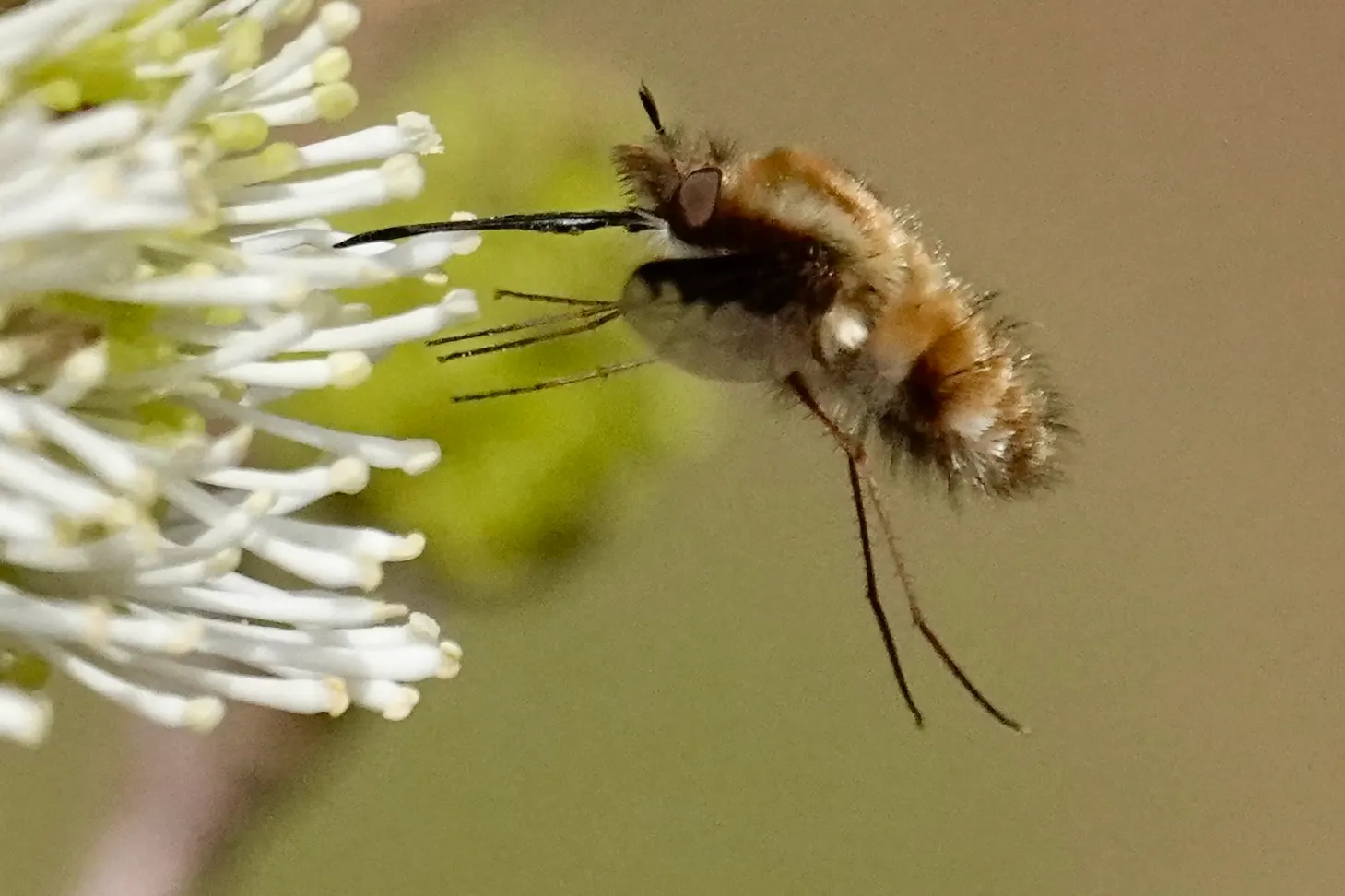 Witch-Alder (Fothergilla Major) — adding multi-season interest with its fragrant; suggesting a naturally rounded and mounded form.<br><br>In the spring