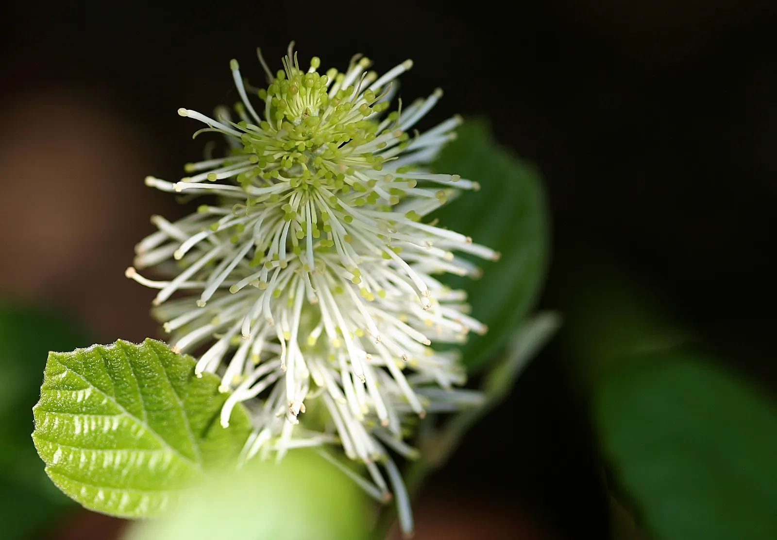 Witch-Alder (Fothergilla Major) — where its seasonal changes can be fully appreciated by the discerning gardener