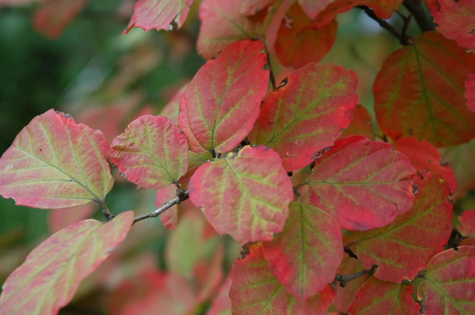 Witch-Alder (Fothergilla Major) — is a deciduous shrub known for its multi-season interest; featuring summer green foliage transforming to stunning shades of