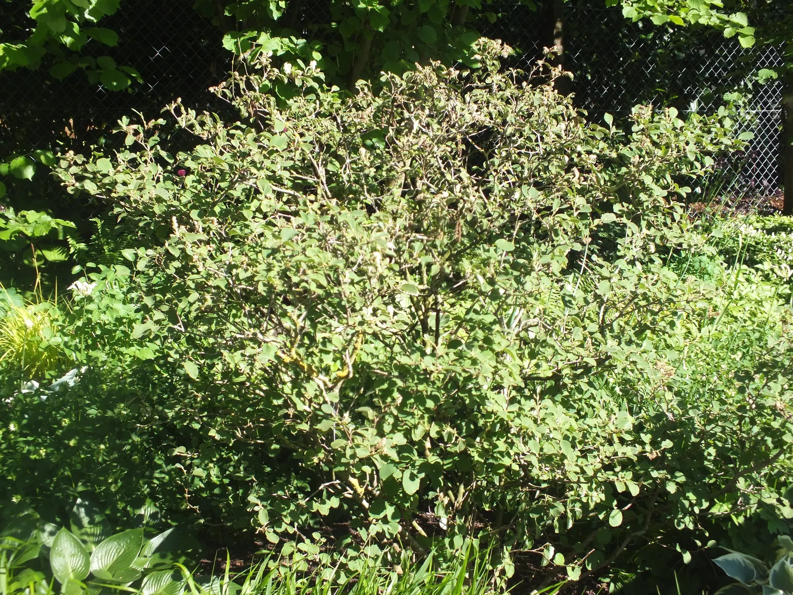 Witch-Alder (Fothergilla Major) — This North American native typically achieves a mature height of 6 to 10 feet with a similar spread