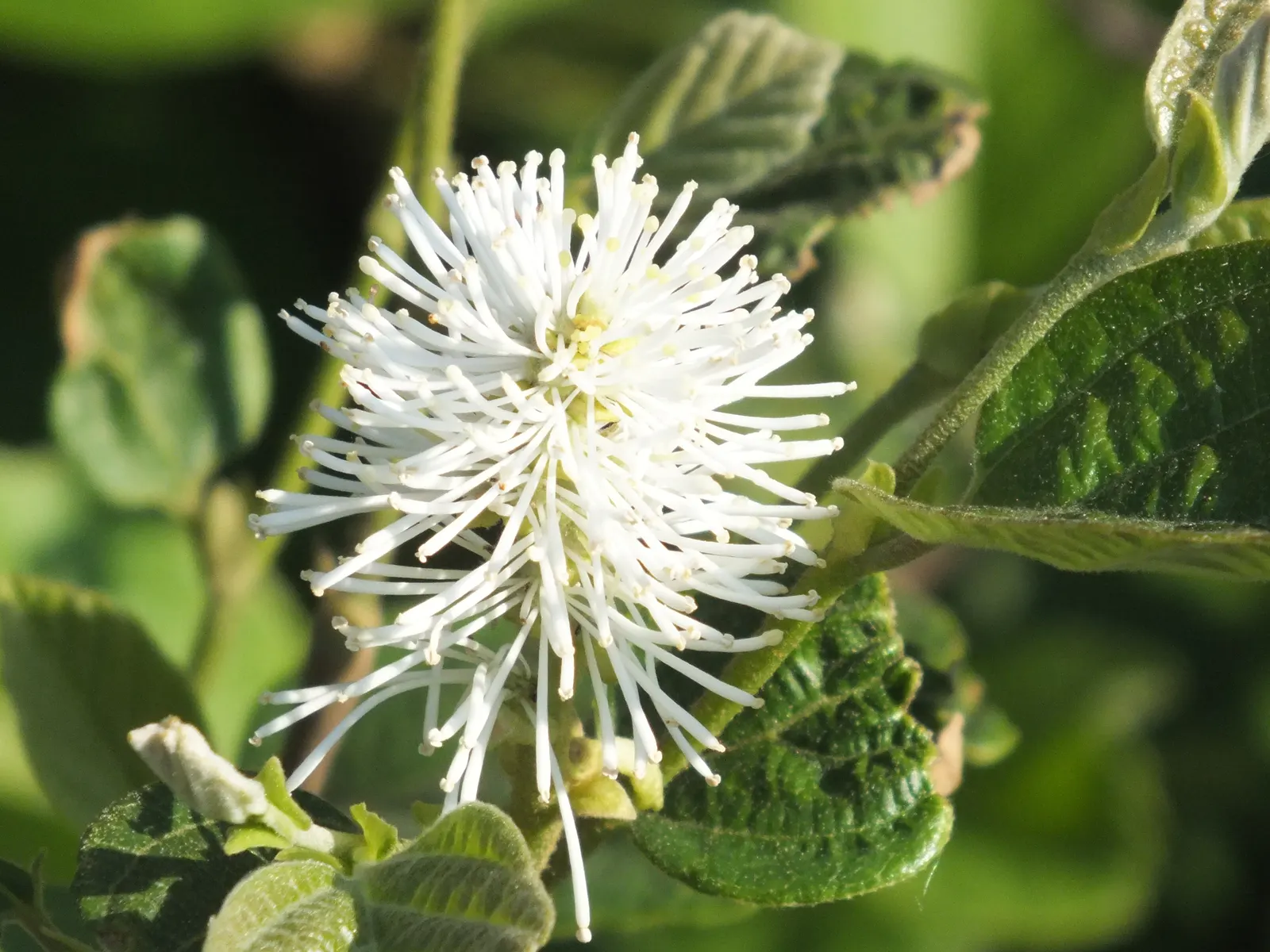 Witch-Alder (Fothergilla Major) — It is quite versatile, resistant to most pests and diseases, and requires minimal pruning