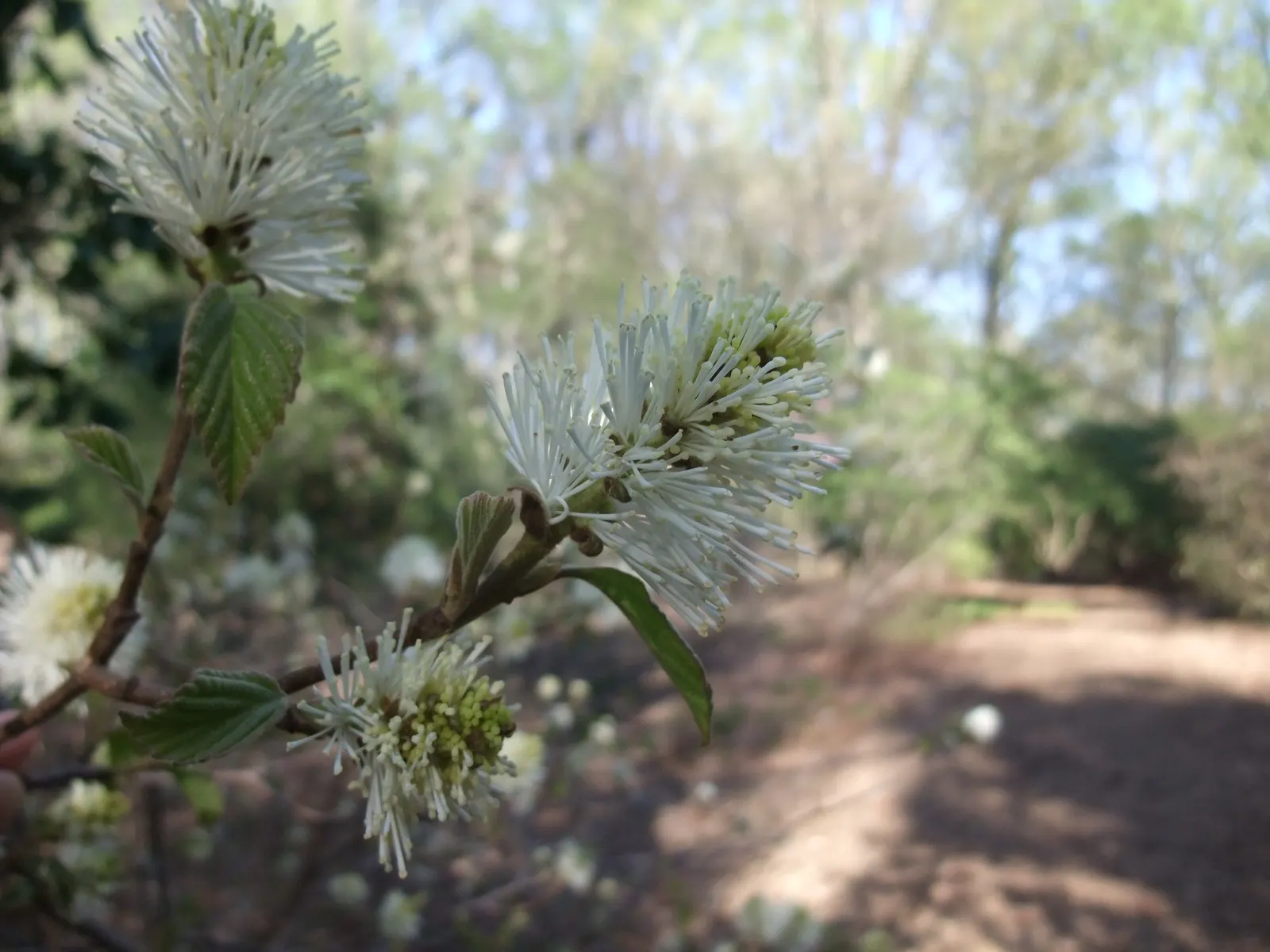 Witch-Alder (Fothergilla Major) — bottlebrush-like flowers spanning 1-3 inches in spring