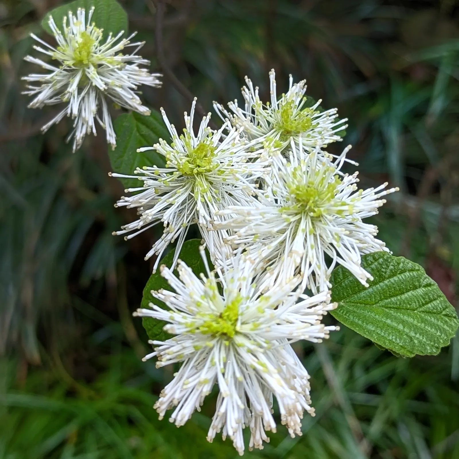 Witch-Alder (Fothergilla Major) — The plant is hardy in USDA zones 5 through 8, making it suitable for a variety of landscapes