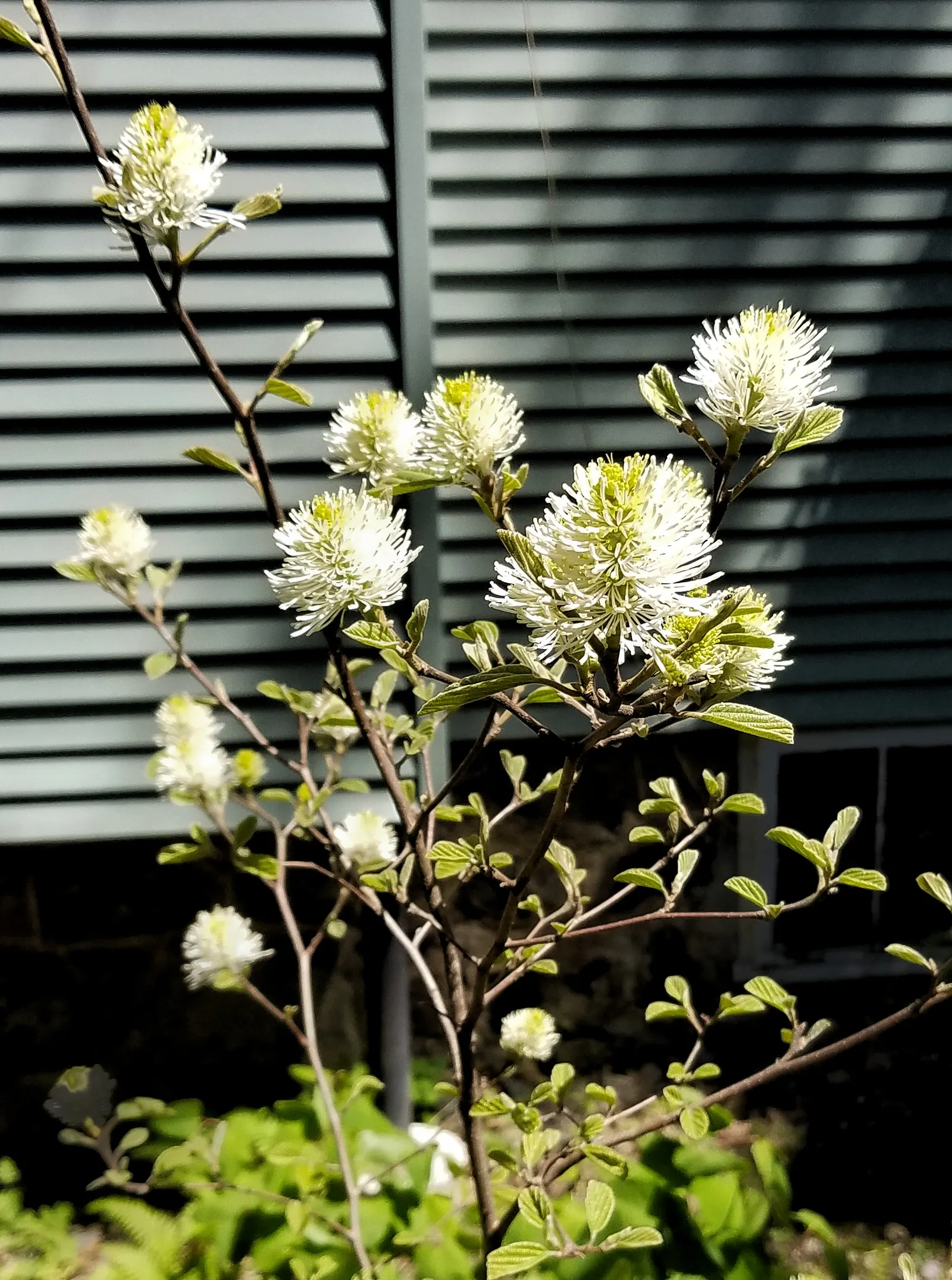 Witch-Alder (Fothergilla Major) — featuring summer green foliage transforming to stunning shades of yellow; is a deciduous shrub known for its multi-season