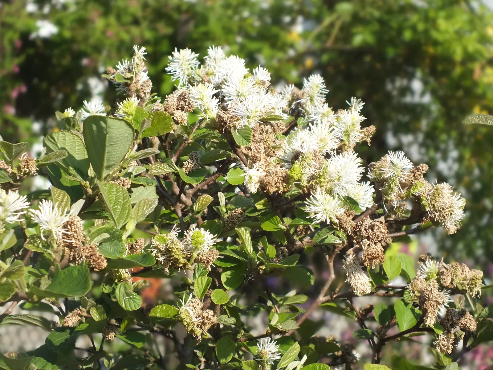 Witch-Alder (Fothergilla Major) — is a deciduous shrub native to the Southeastern US; this upright grower reaches a mature size of 6-10 feet tall and wide