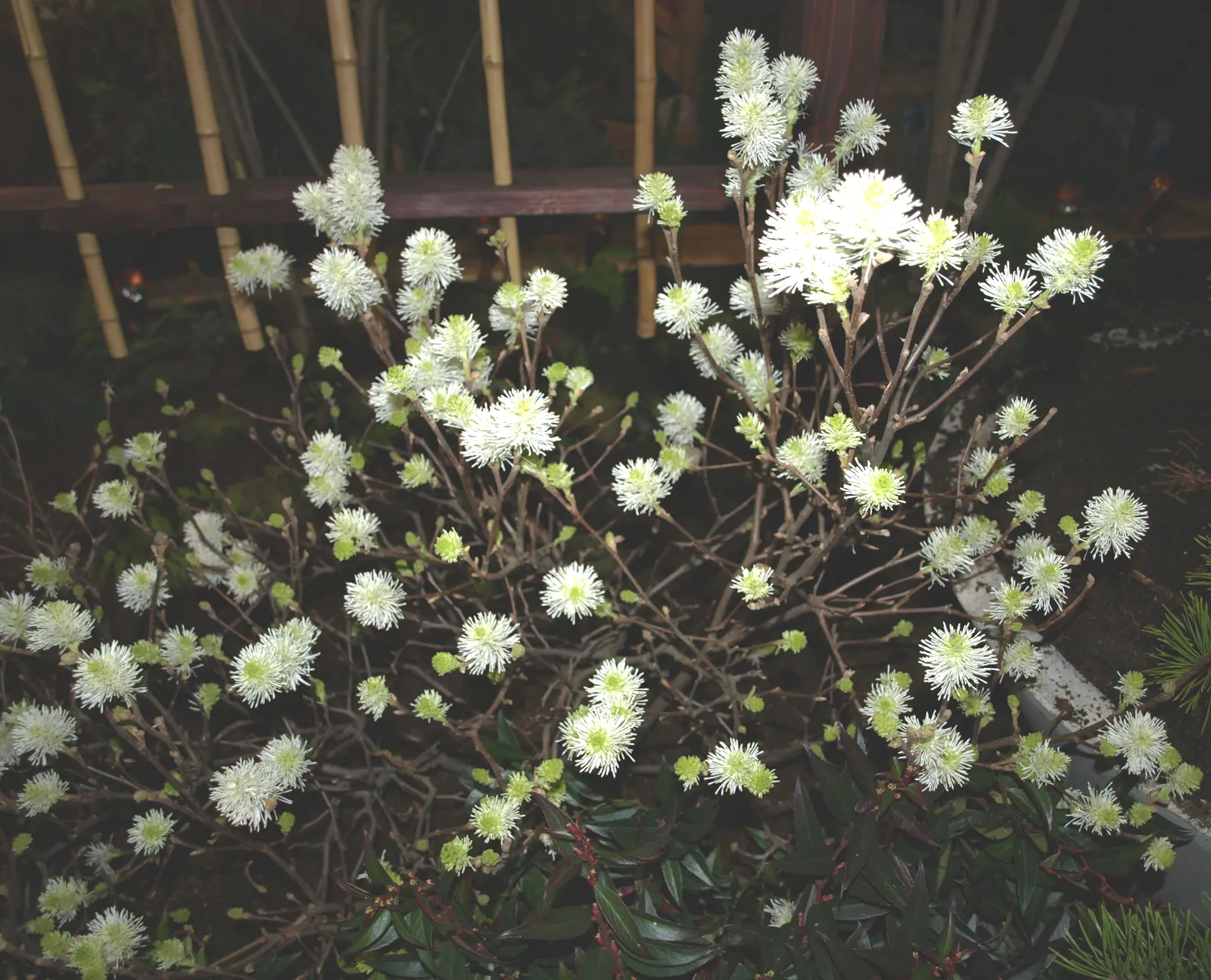 Witch-Alder (Fothergilla Major) — suggesting a naturally rounded and mounded form.<br><br>In the spring; adding multi-season interest with its, image 59