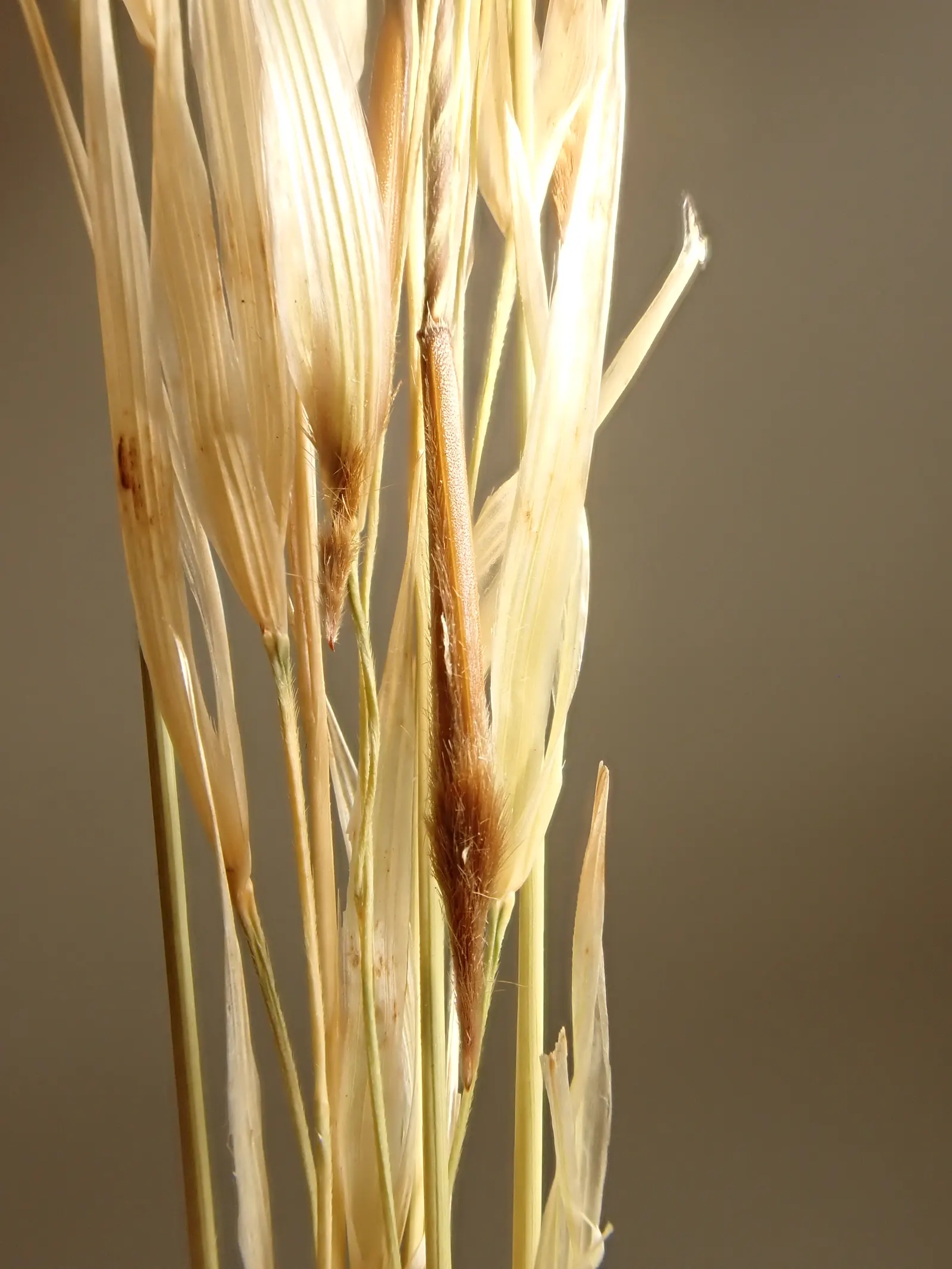 Porcupine Grass (Miscanthus Sinensis 'Strictus') — Its vertical stance and vibrant striping offer year-round interest