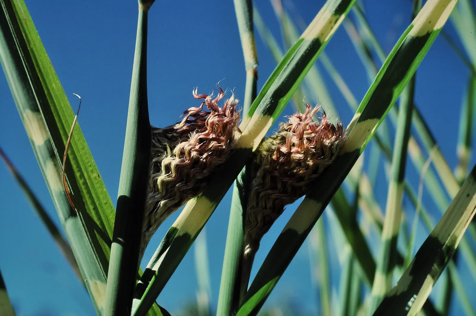 Porcupine Grass (Miscanthus Sinensis 'Strictus') — Planting in mass can enhance its impact in larger spaces