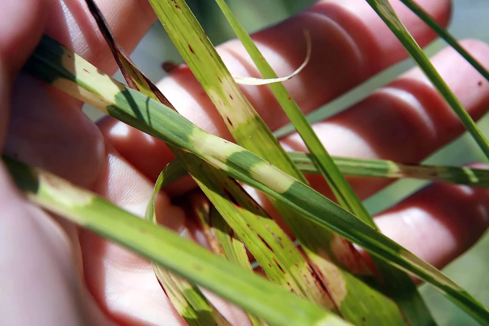 Porcupine Grass (Miscanthus Sinensis 'Strictus') — Its leaves boast a unique horizontal banding of creamy yellow against a deep green background