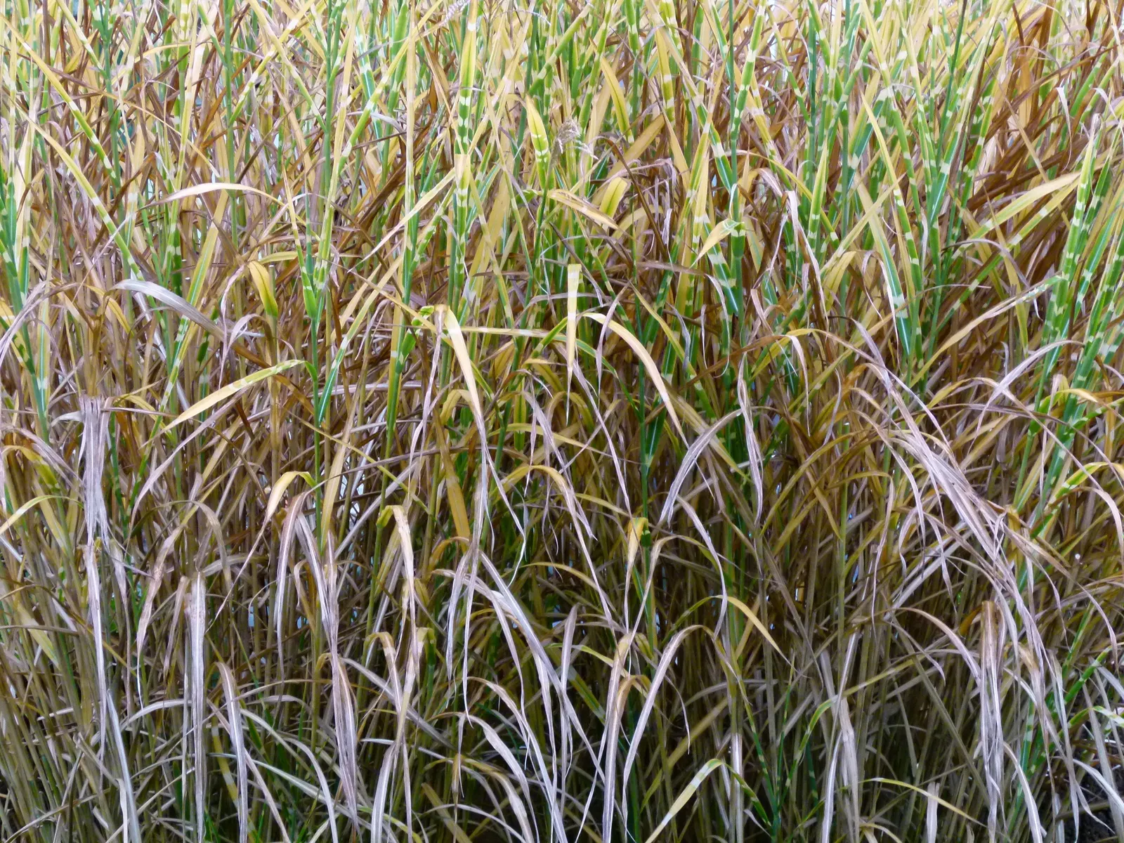 Porcupine Grass (Miscanthus Sinensis 'Strictus') — scientifically referred to as Miscanthus sinensis 'Strictus'