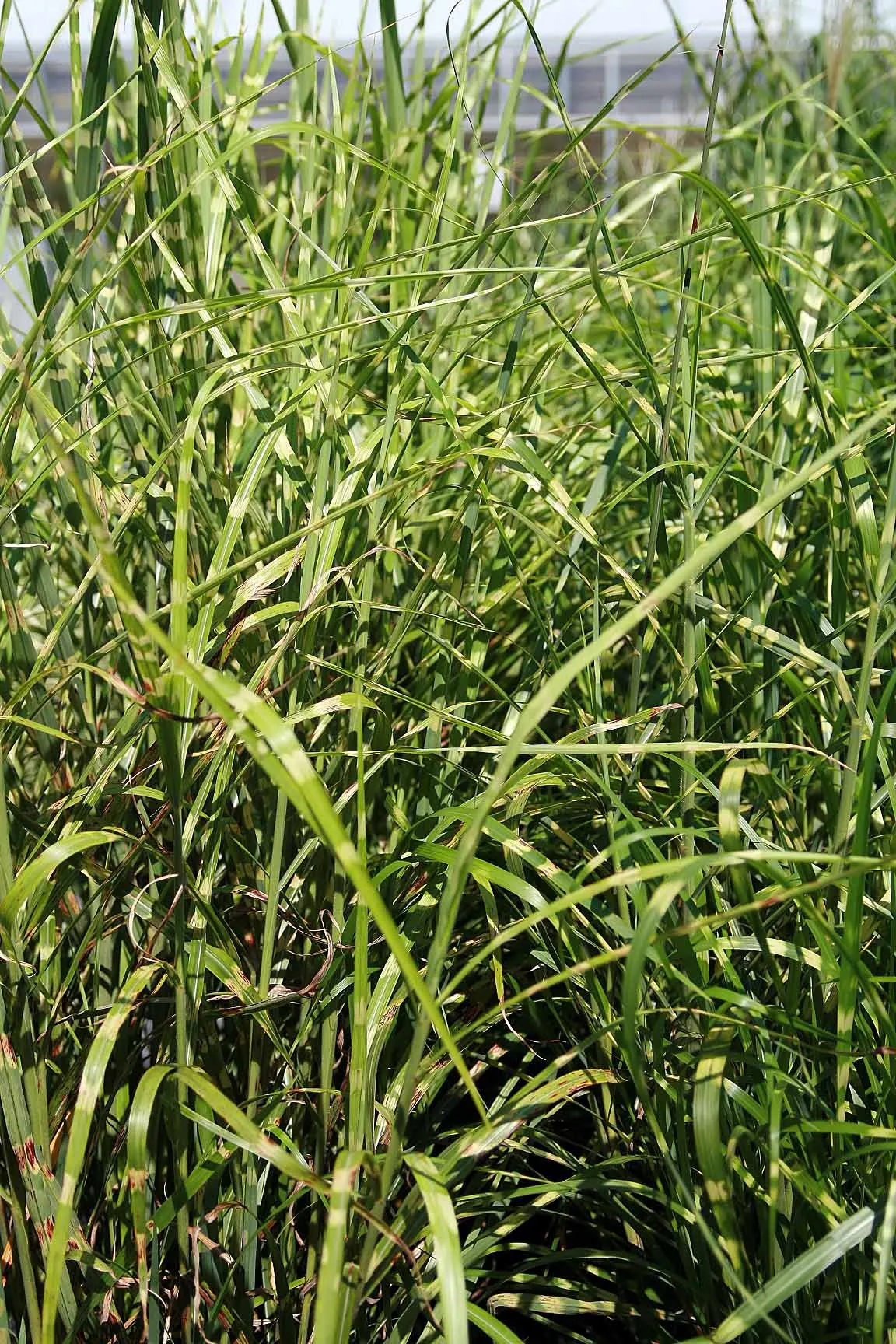 Porcupine Grass (Miscanthus Sinensis 'Strictus') — silver plumes rise above the foliage
