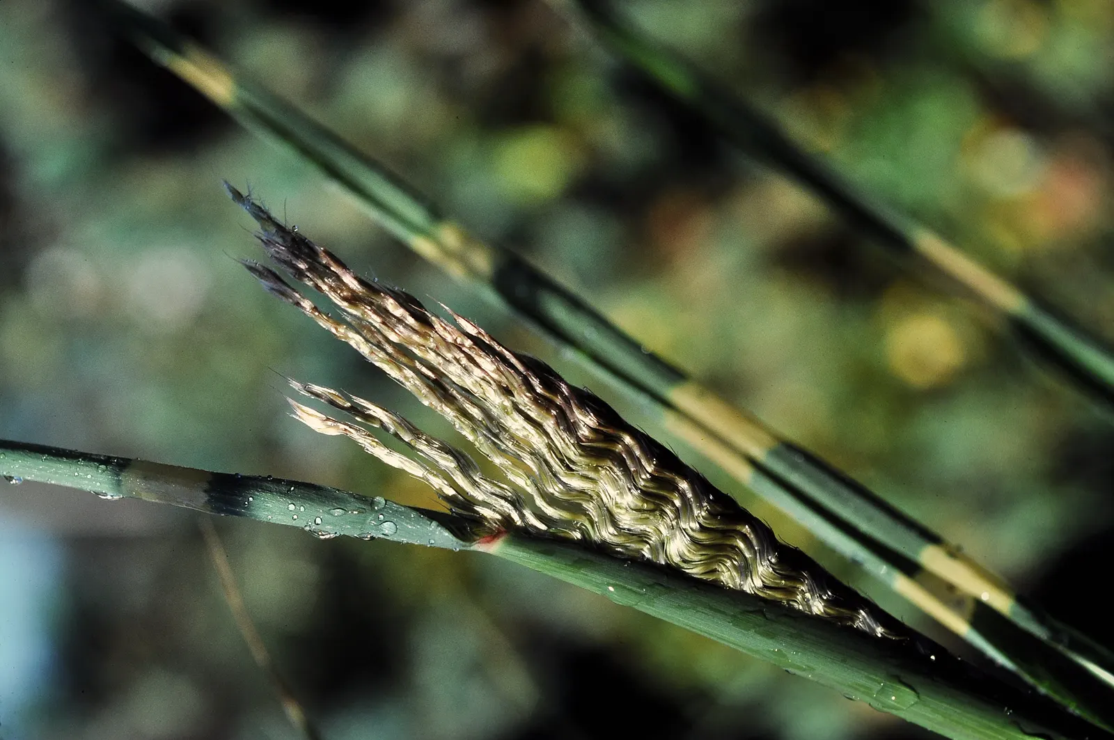 Porcupine Grass (Miscanthus Sinensis 'Strictus') — It thrives in full sun and well-drained soil, performing best in USDA zones 5-9