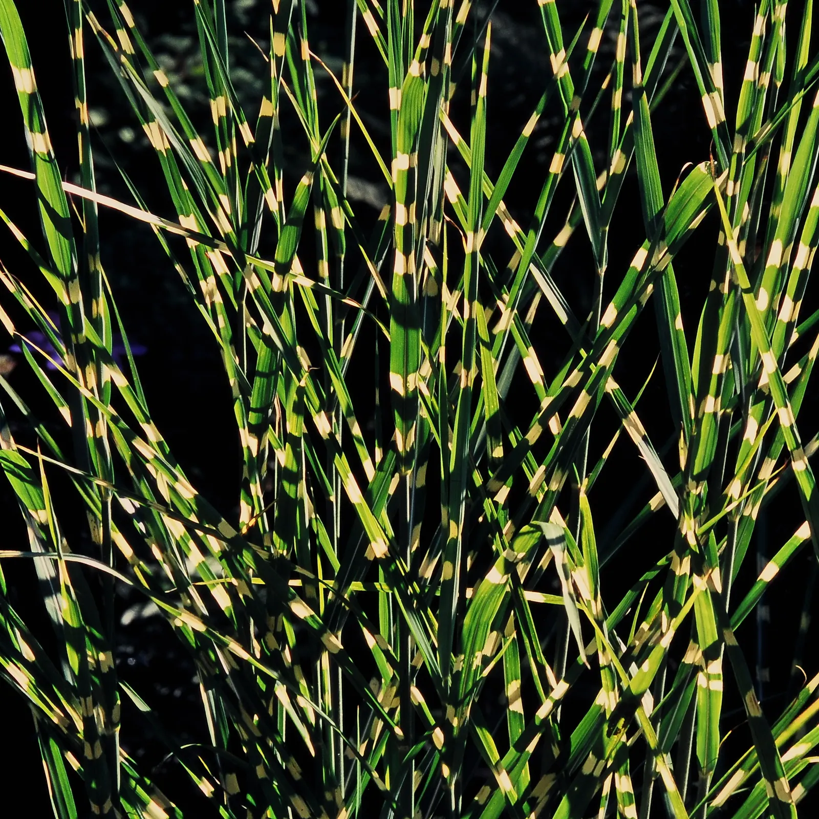 Porcupine Grass (Miscanthus Sinensis 'Strictus') — while individual specimens can be effective in smaller gardens or as accents