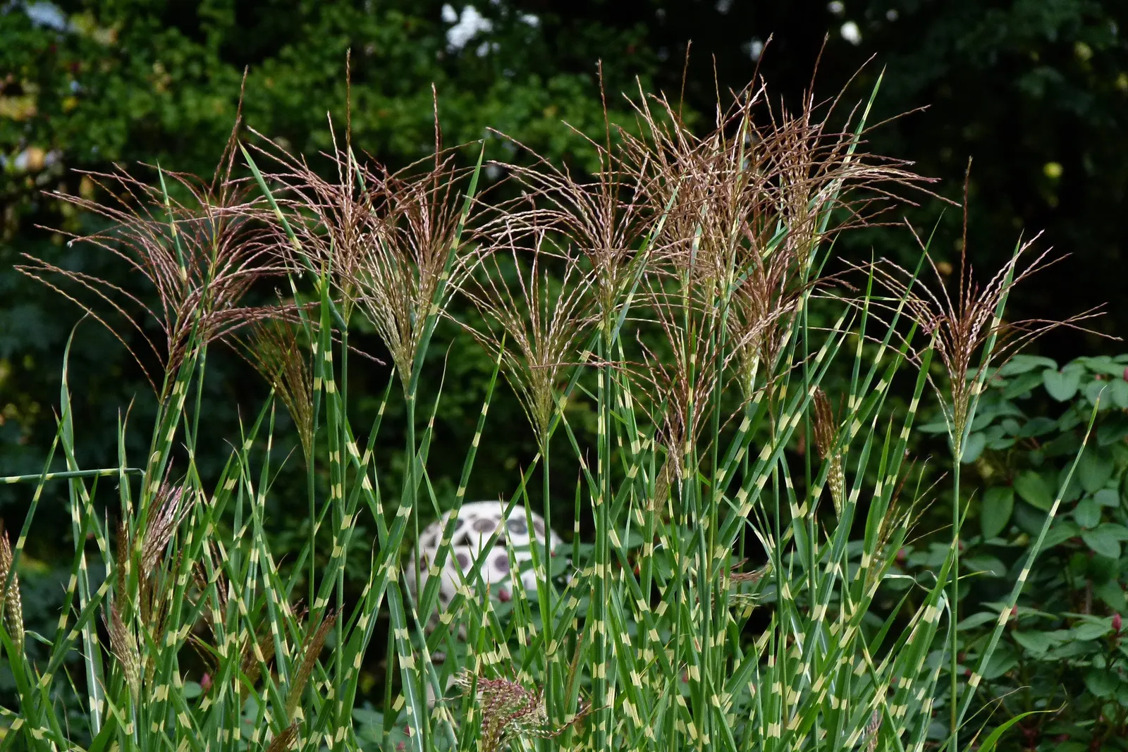 Porcupine Grass (Miscanthus Sinensis 'Strictus') — offering contrast in texture and form