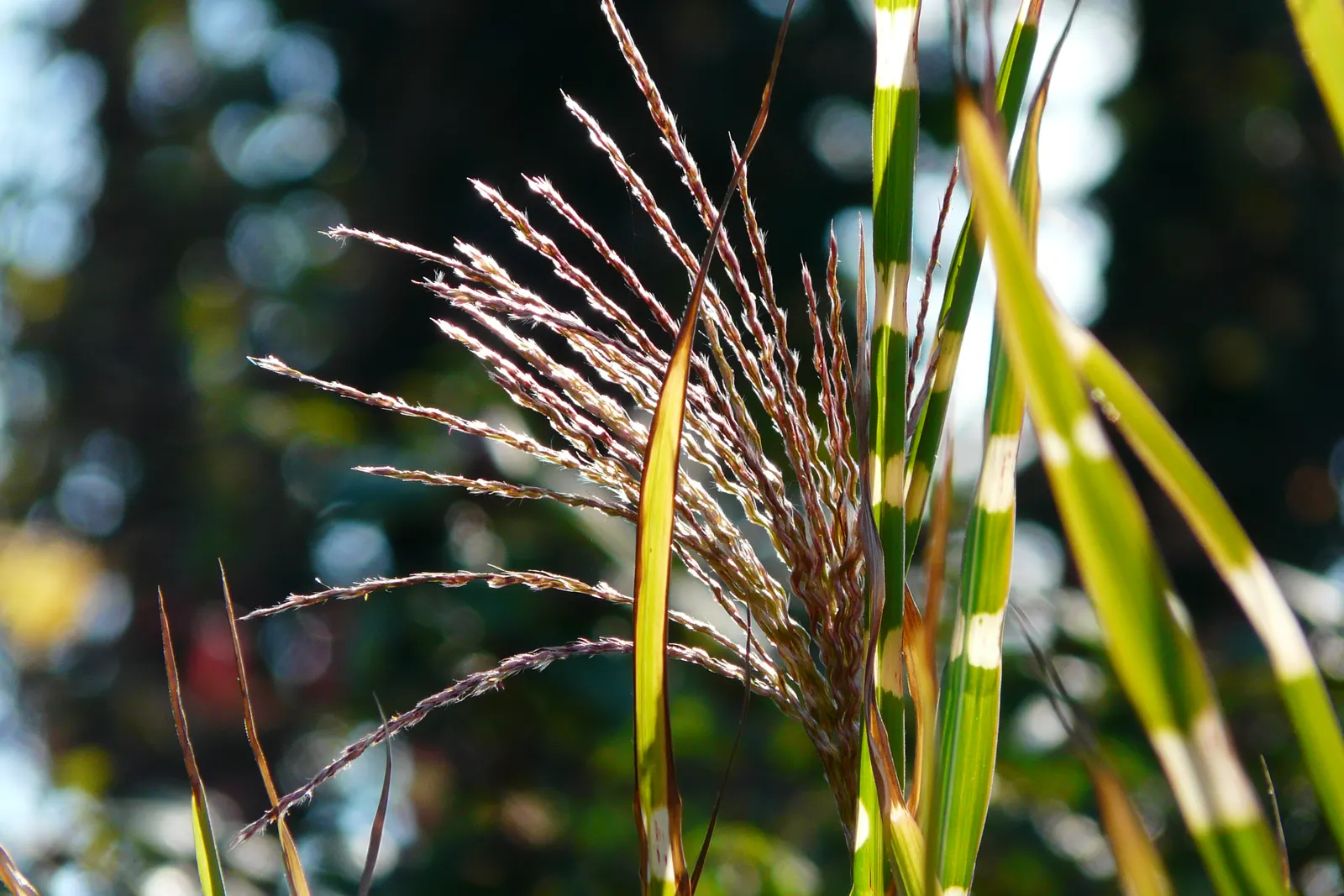 Porcupine Grass (Miscanthus Sinensis 'Strictus') — This perennial is hardy, drought-tolerant, and adds texture and movement to landscapes