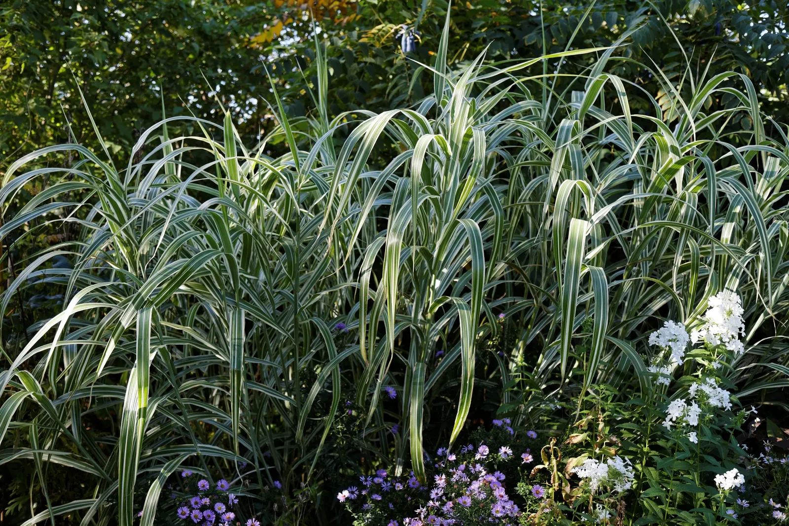 Porcupine Grass (Miscanthus Sinensis 'Strictus') — is a striking ornamental grass known for its yellow horizontal banding on green blades