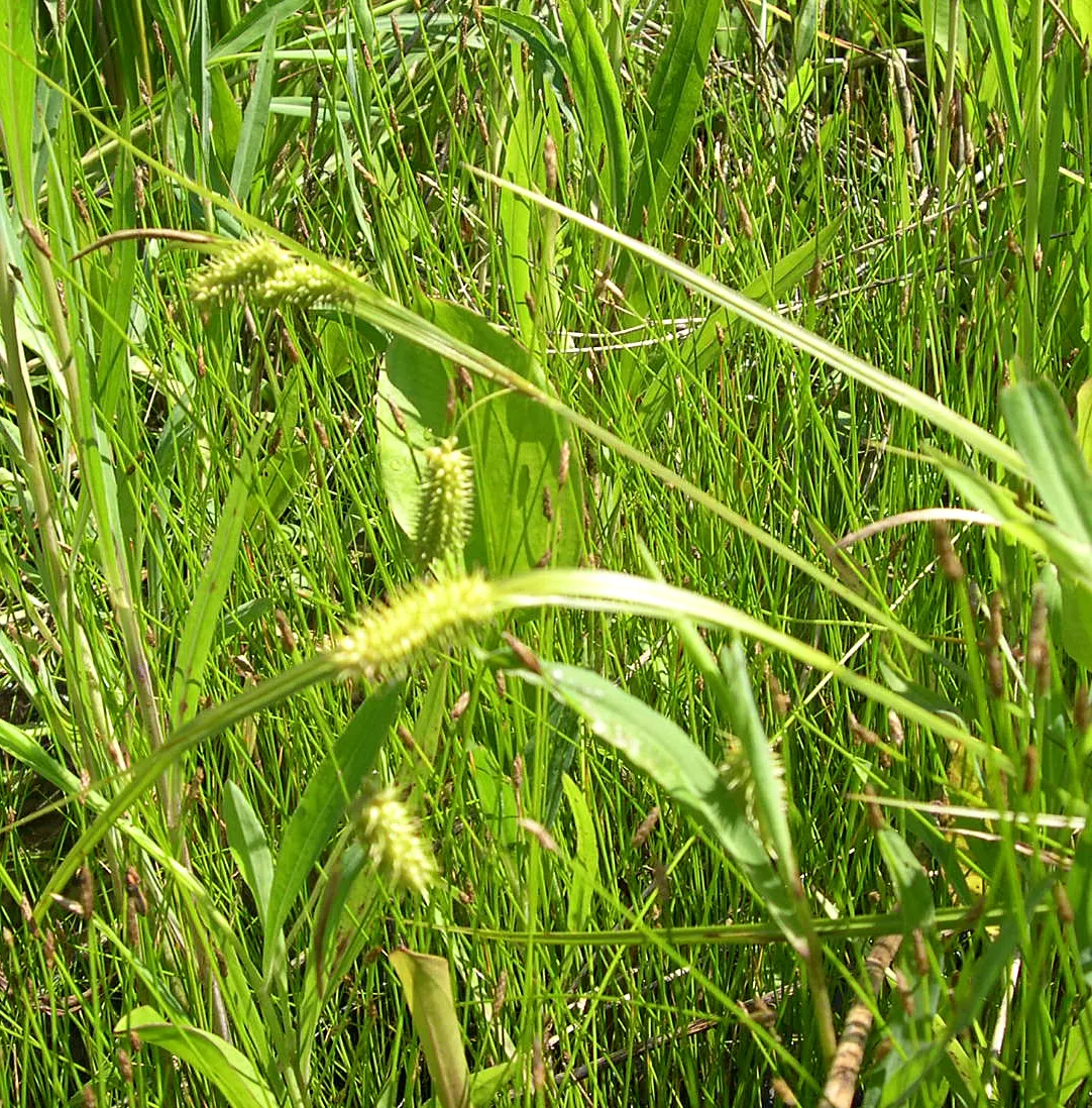 Porcupine Grass (Miscanthus Sinensis 'Strictus') — well-drained soil but is relatively tolerant of a variety of soil conditions