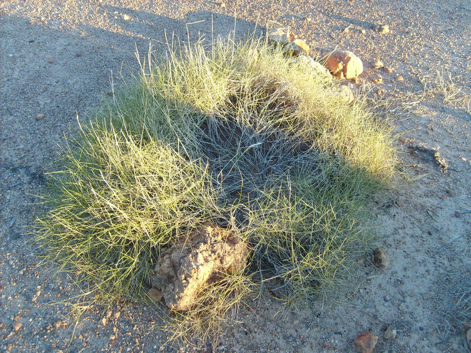 Porcupine Grass (Miscanthus Sinensis 'Strictus') — reminiscent of a porcupine's quills