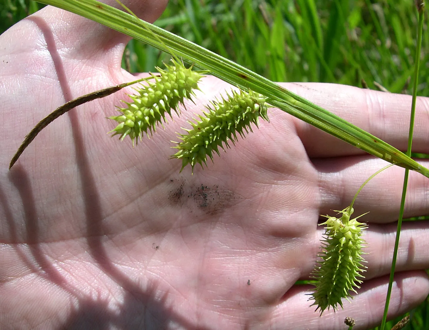 Porcupine Grass (Miscanthus Sinensis 'Strictus') — it is also drought tolerant