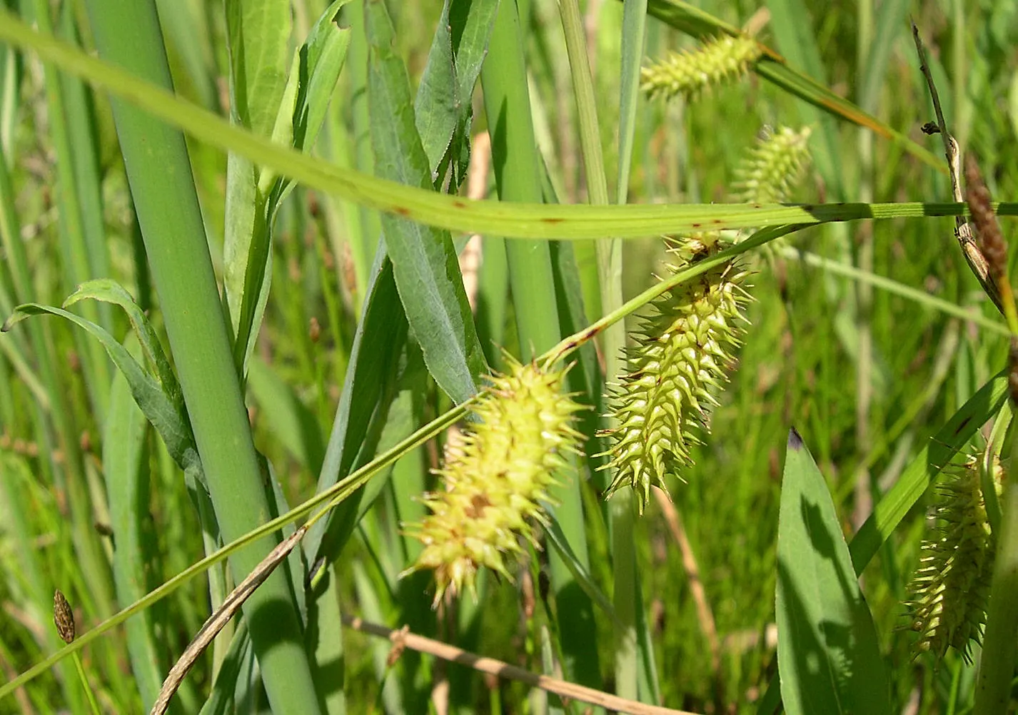 Porcupine Grass (Miscanthus Sinensis 'Strictus') — Porcupine Grass pairs remarkably well with other perennials and grasses