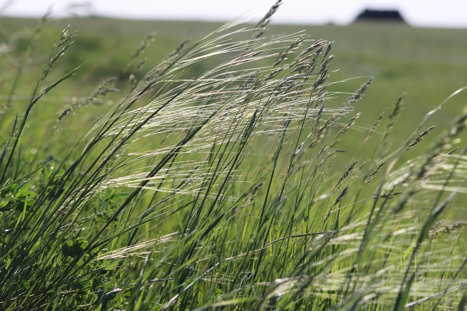Porcupine Grass (Miscanthus Sinensis 'Strictus') — resembling a porcupine's quills