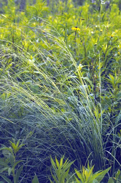 Porcupine Grass (Miscanthus Sinensis 'Strictus') — Standing tall at 5 to 8 feet with a spread of 4 to 6 feet when mature