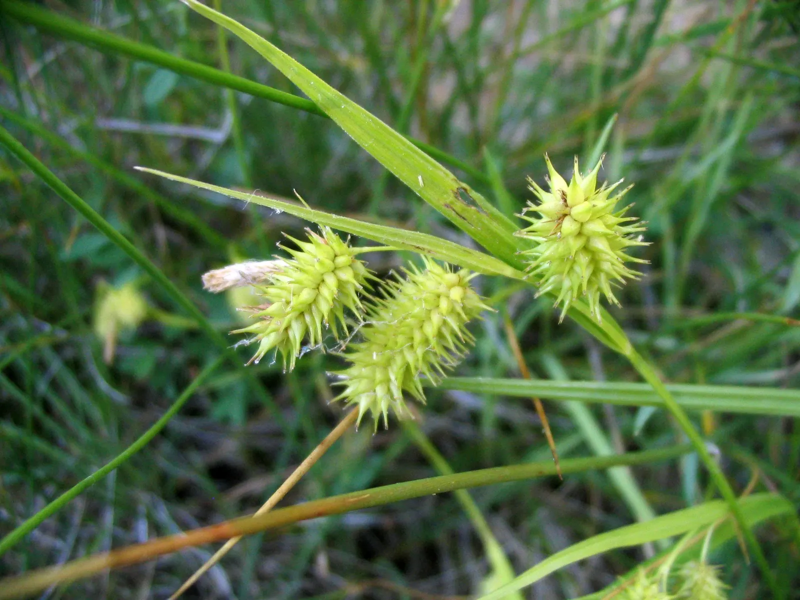 Porcupine Grass (Miscanthus Sinensis 'Strictus') — adding to the grass's visual appeal
