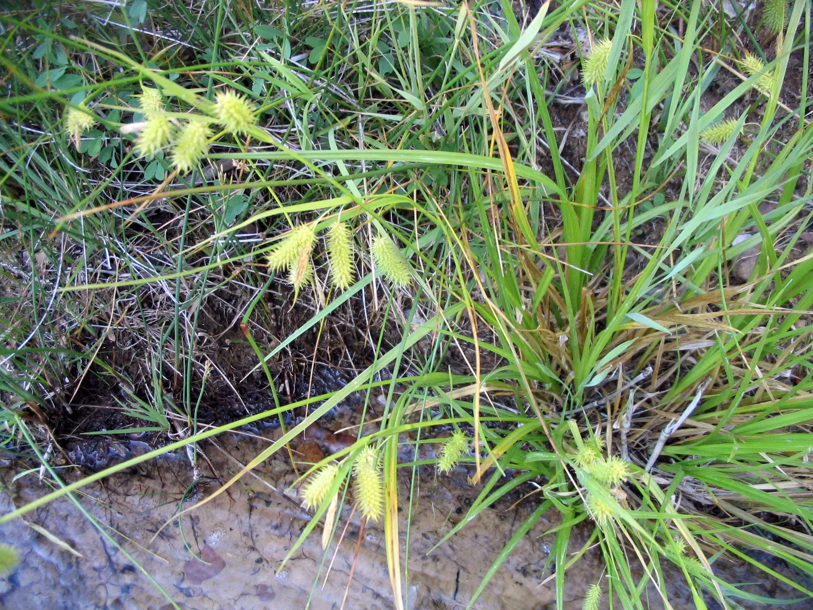 Porcupine Grass (Miscanthus Sinensis 'Strictus') — It grows in an upright, clumping form, reaching up to 6 feet in height and 4 feet in spread