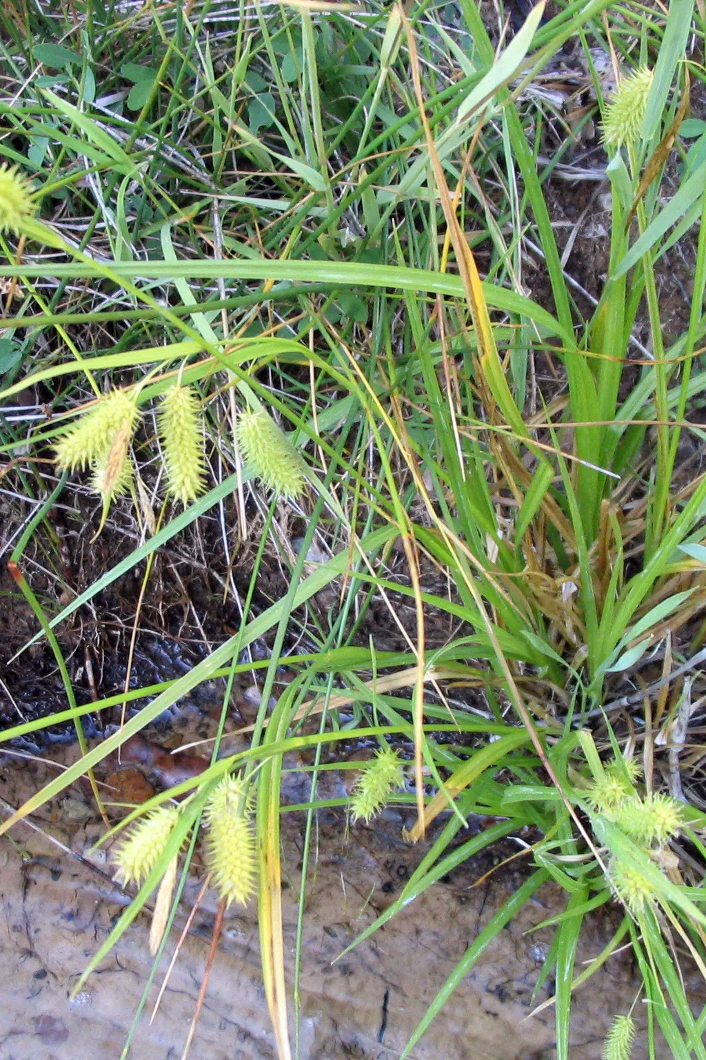 Porcupine Grass (Miscanthus Sinensis 'Strictus') — Miscanthus sinensis 'Strictus' thrives in full sun to partial shade