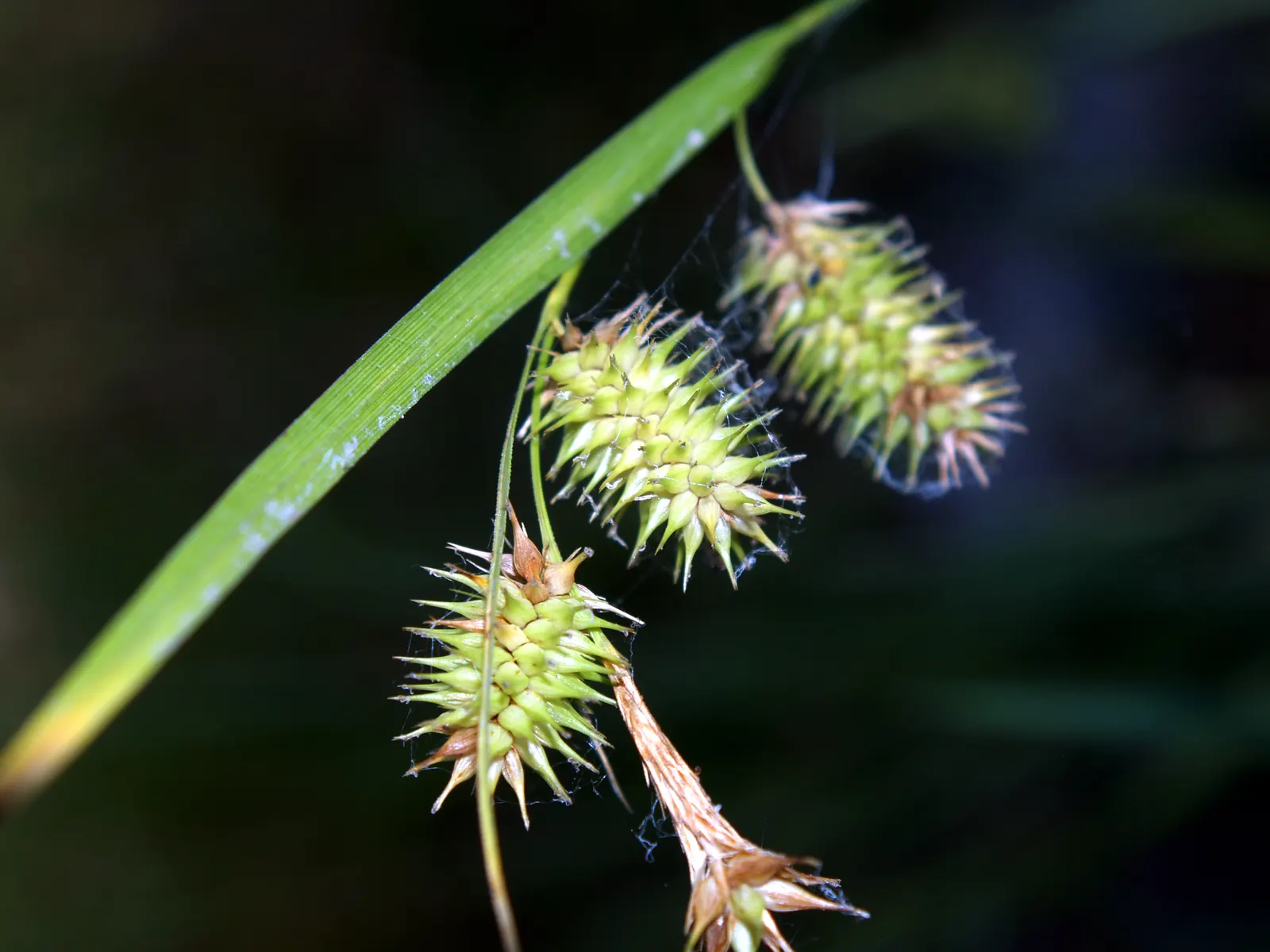 Porcupine Grass (Miscanthus Sinensis 'Strictus') — this perennial grass exhibits a strong