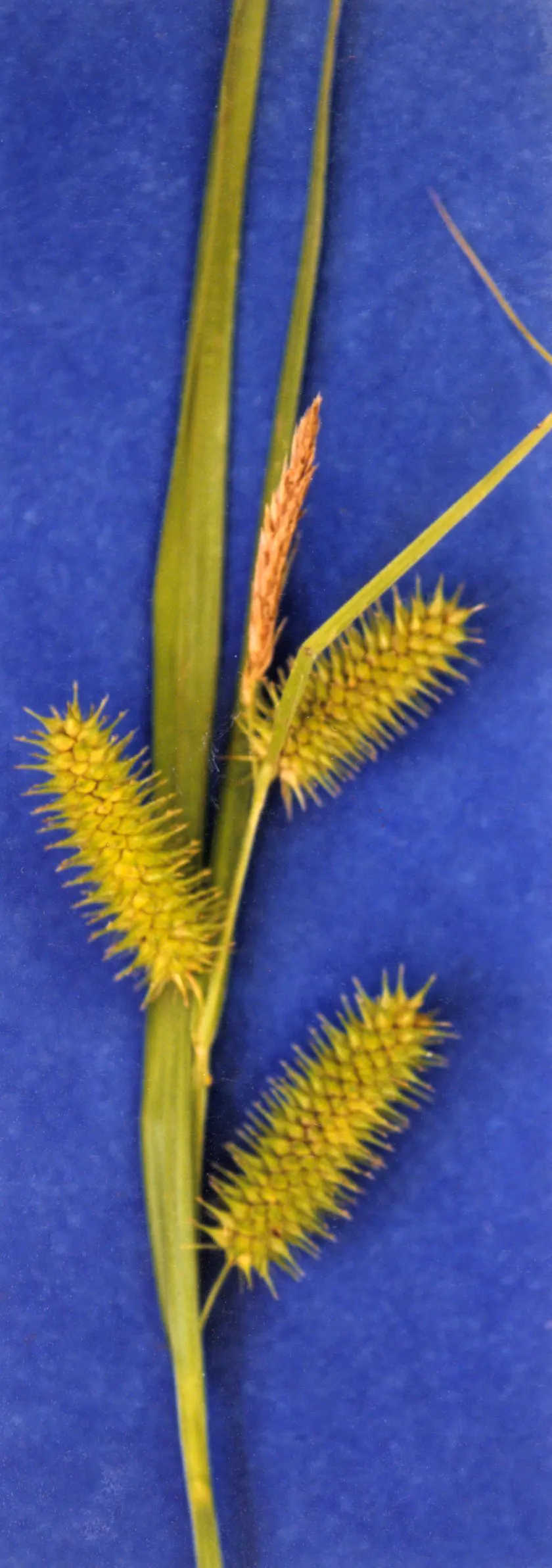 Porcupine Grass (Miscanthus Sinensis 'Strictus') — These can reach heights up to 12 feet