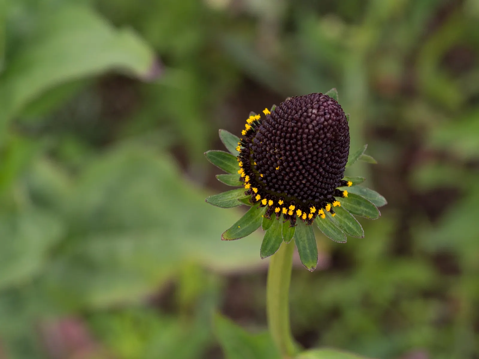 Western Coneflower (Rudbeckia Occidentalis) — which could enhance the wildflower aesthetic if desired