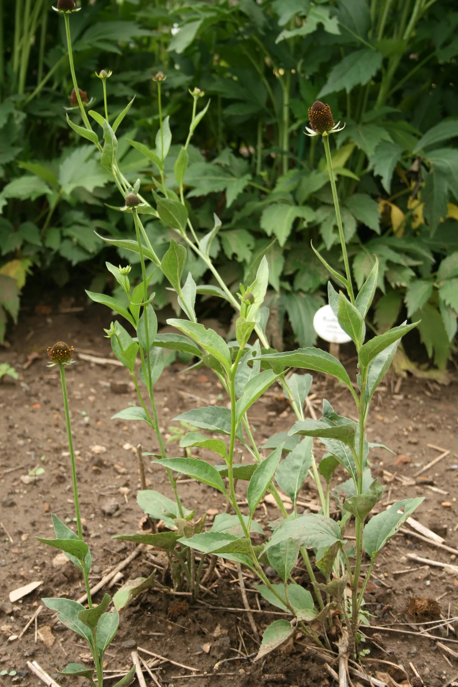 Western Coneflower (Rudbeckia Occidentalis) — It adapts well to a variety of soil types, provided they are well-drained