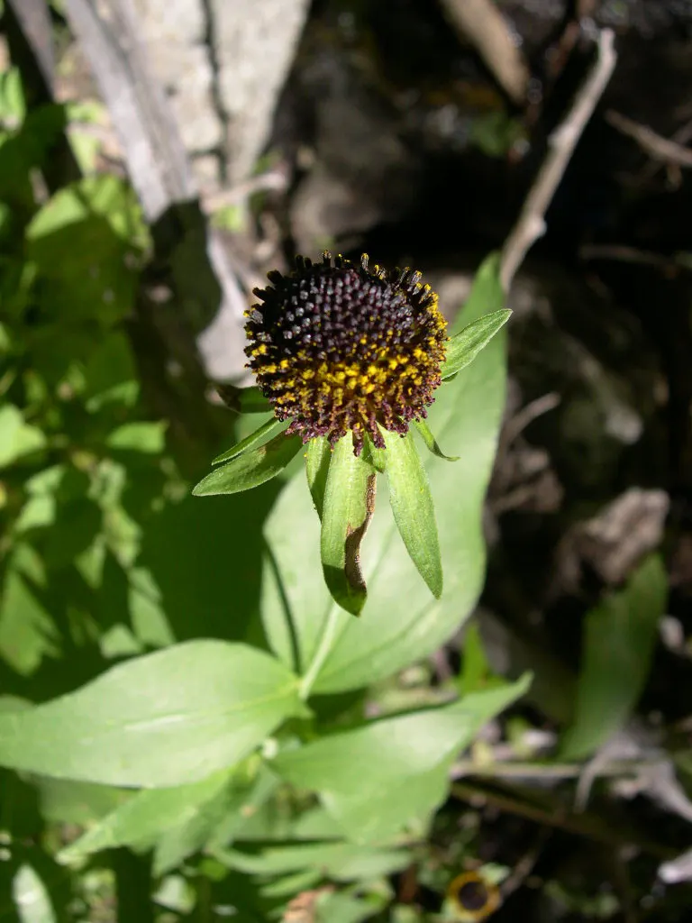 Western Coneflower (Rudbeckia Occidentalis) — offering flexibility in placement