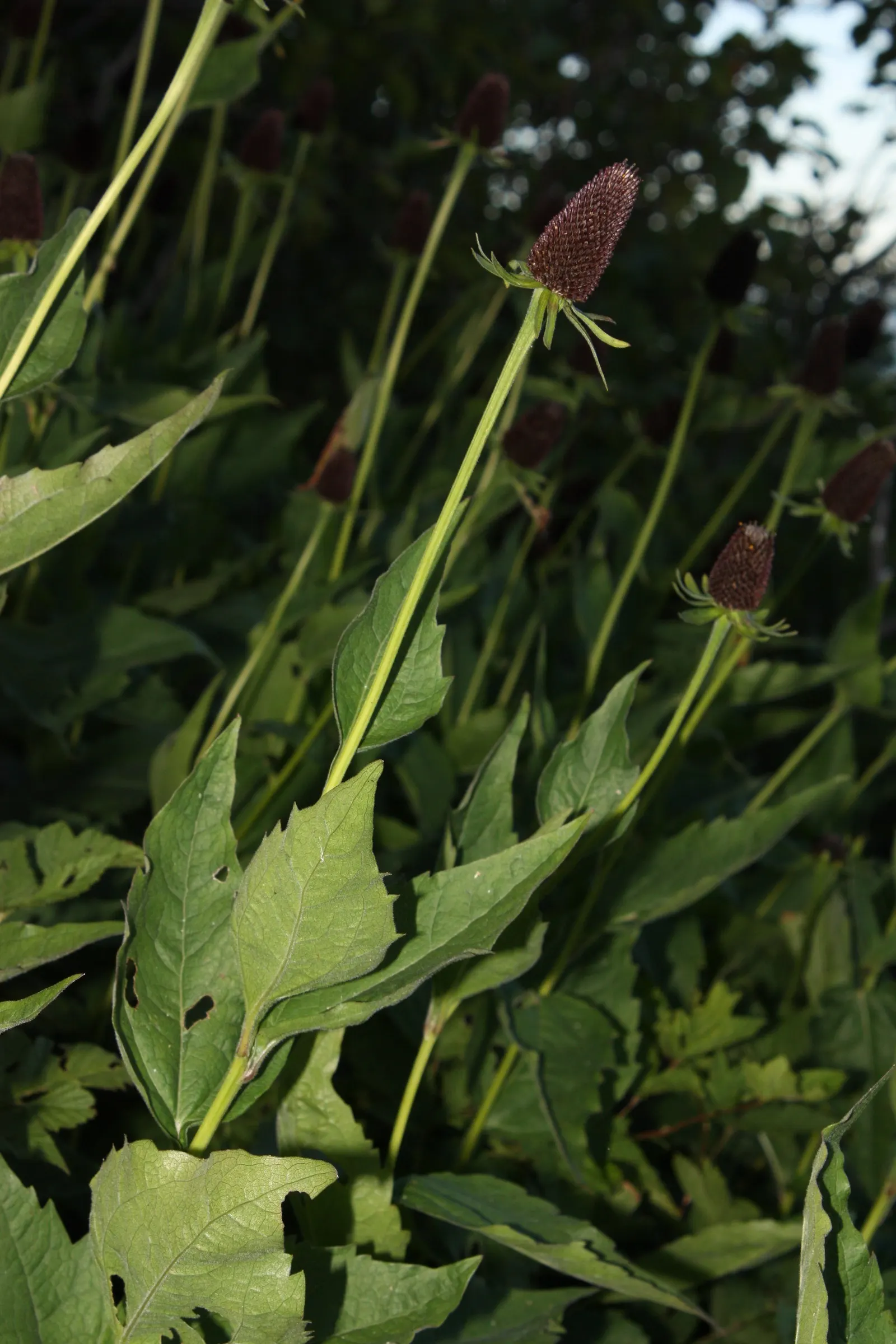 Western Coneflower (Rudbeckia Occidentalis) — It features notable, dark, conical centers with no petals, creating a unique silhouette